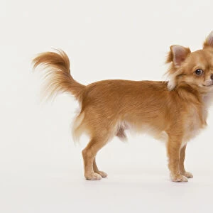 Chihuahua (Canis familiaris) standing, head turned right facing camera, side view
