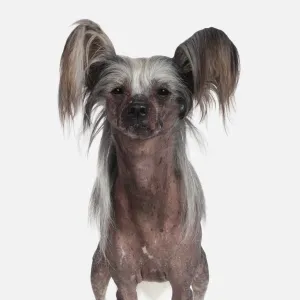 Chinese Crested dog, front view