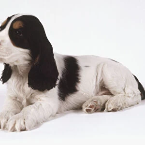 Cocker Spaniel puppy with white, black and orange markings sitting on all fours
