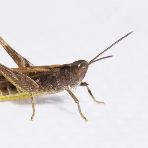 Common Field Grasshopper (Chorthippus Brunneus) in profile