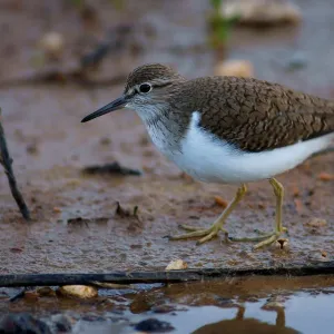 Common Sandpiper. Actitis Hypoleucos