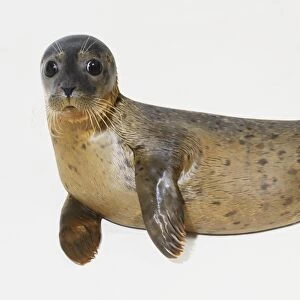 Common seal (Phoca vitulina), pup lying on its side, looking at camera