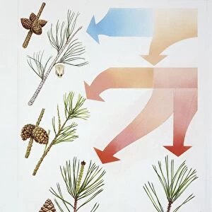Conifer leaf and cone, illustration
