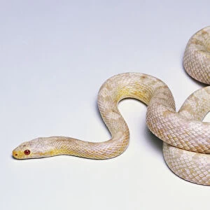 Cornsnake Variant known as cultivars include this albino, commonly called a Snow Corn with pink eyes typical of an albino, and full albino skin lacking red and black pigment