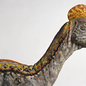 Corythosaurus dinosaur model head, close-up