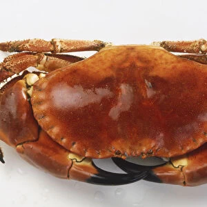 Whole Crab ((Malacostracans), close up