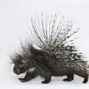 Crested porcupine - Hystrix cristata