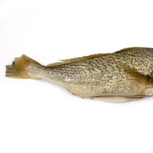W Collection: White Croaker
