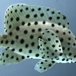 Cromileptes altivelis, polka dot grouper with a yellowish body and broad fins covered with round black spots