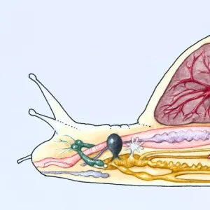 Cross-section of a Giant African land snail (Achatina)