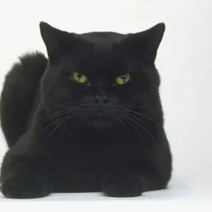 Crouching black British Shorthair Cat (Felis sylvestris catus), front view