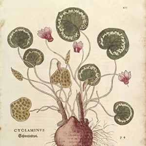 Cyclamen (Cyclaminus) by Leonhart Fuchs from De historia stirpium commentarii insignes (Notable Commentaries on the History of Plants) colored engraving, 1542