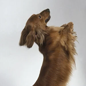 Dachshund on hind legs, side view