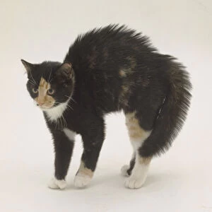 Defensive female cat, arching her back with fur standing on end, dilated pupils, flattened ears, bristling whiskers, she is prepared for an attack