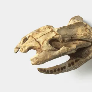 Diapsid - Dinilysia: Skull and lower jaws