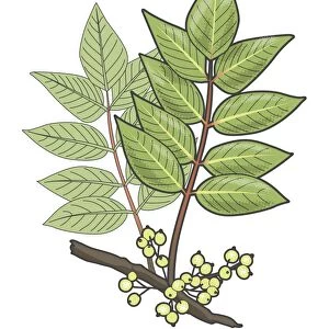 Digital illustration of Toxicodendron vernix or Rhus vernix (Poison Sumac), leaves and berries on stem