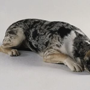 Dunker (Norwegian Hound), lying down