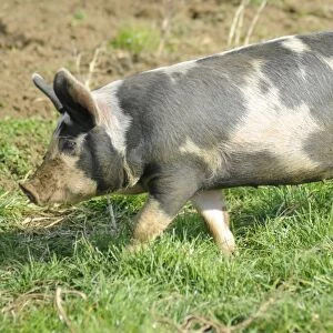 England, lincolnshire, cross bred black spotted pig on a farm