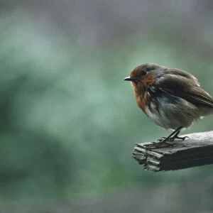 European Robin (Erithacus rubecula) perched on wooden plank, side view