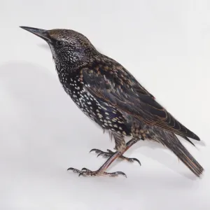 European Starling (Sturnus vulgaris), flecked bird with dark feathers, side view