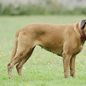 Female Boxer dog standing on grass, panting