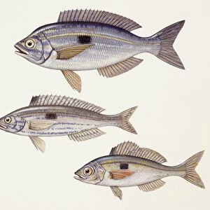 Fishes: Perciformes Centracanthidae - Picarel (Spicara smaris), Curled picarel (Centracanthus cirrus), Blotched picarel (Spicara maena) illustration