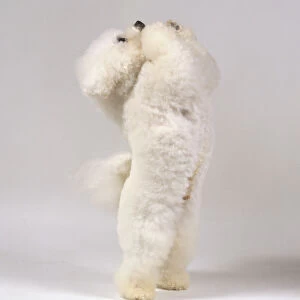 A fluffy white bichon frise balances on its hind legs with its forepaws raised imploringly, begging