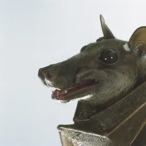 Franquets Epauletted Fruit Bat (Epomops franqueti), close up