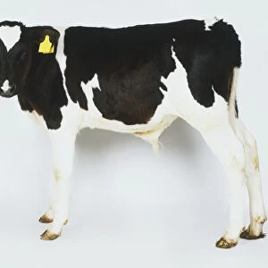 Friesian calf, black and white calf, standing, side view