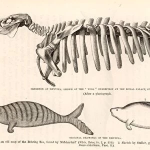 Dugongidae Collection: Stellers Sea Cow