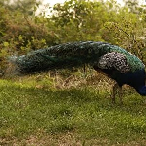 Germany, Berlin, Wannsee, Pfaueninsel (Peacock Island), peacock, tail folded, pecking at grass