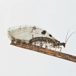 Giant Lacewing, Osmylus fulvicephalus, flying insect on branch
