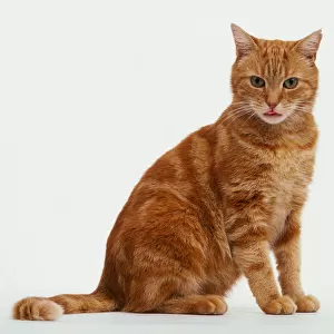 Ginger tabby cat sitting up - side view