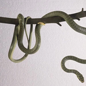 A green coloured snake coiled around a tree branch
