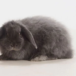 Grey Cashmere Lop Rabbit (Oryctolagus Cuniculus), front view