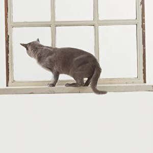 Grey Cat (Felis sylvestris catus) crouching on windowsill, rear view