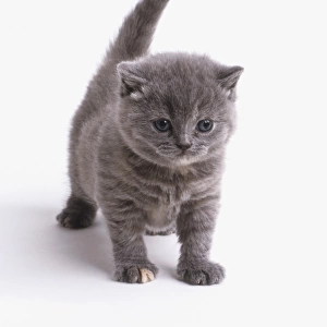 Grey shorthair kitten (Felis catus) standing with its tail raised, front view