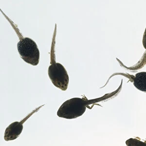 Group of tadpoles swimming, legs developing, large head, above view