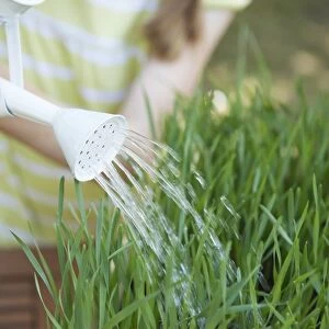 Growing wheat, watering plants with watering can