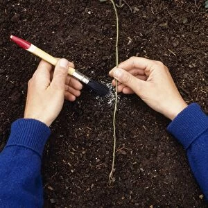 Hands dusting incision on shoot of climbing plant with hormone rooting powder, using a paintbrush (propagation by simple layering), close-up
