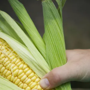 Hands holding corn cob