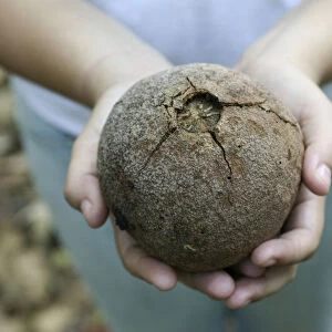 Hands holding fruit of Bertholletia excelsa (Brazil nut), close-up