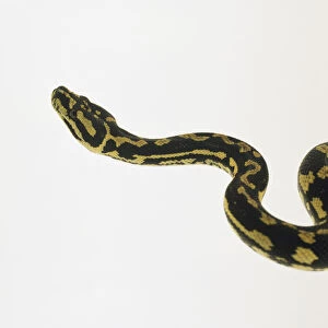 Head of Carpet Python (Morelia spilota), side view