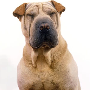 Head of Shar Pei dog, front view