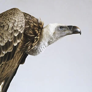 Headshot of African White-backed Vulture (Gyps africanus), profile view