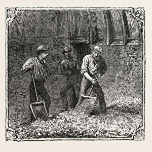 Hops and Hop Pickers, in a Kentish Hop Garden, Kent, England, Turning Hops in the Kiln