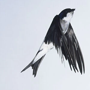 House Martin (Delichon urbica) taking off, flapping its wings, side view