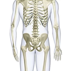 Human skeleton, rear view