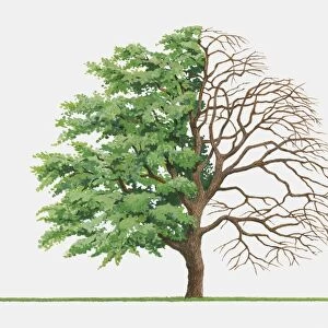 Illustration of Maclura pomifera (Osage Orange), a deciduous tree showing summer leaves and bare winter branches