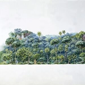 Indian jungle, illustration